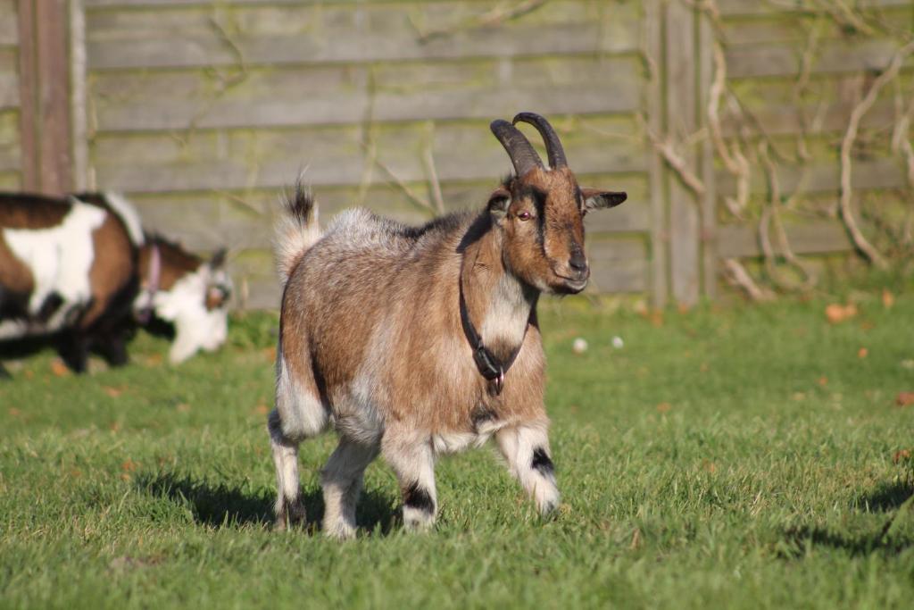Pension Zum Waldblick Windbergen エクステリア 写真